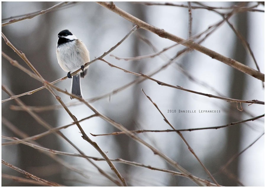 Chickadee