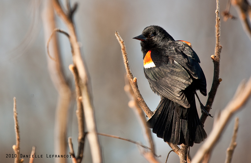 Red Wing Black Bird