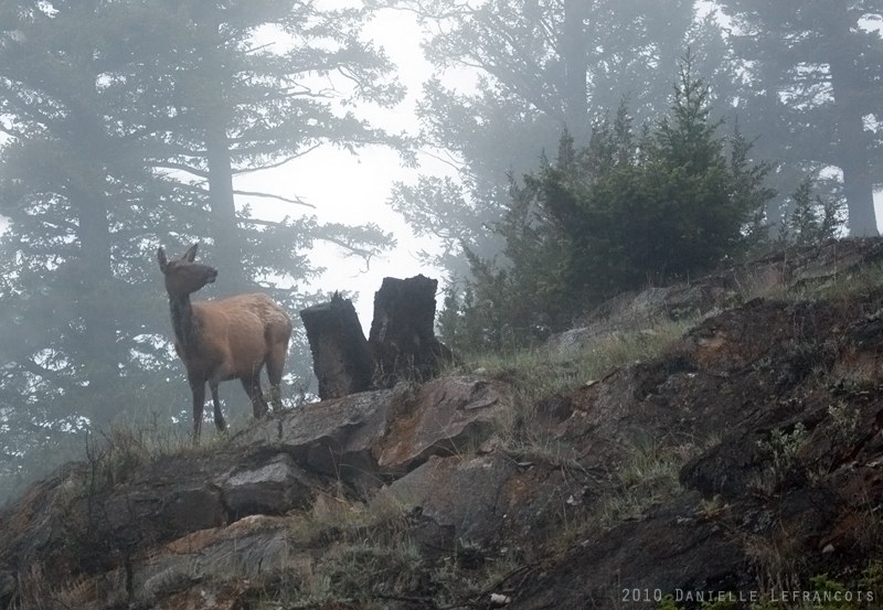 Among the Fog