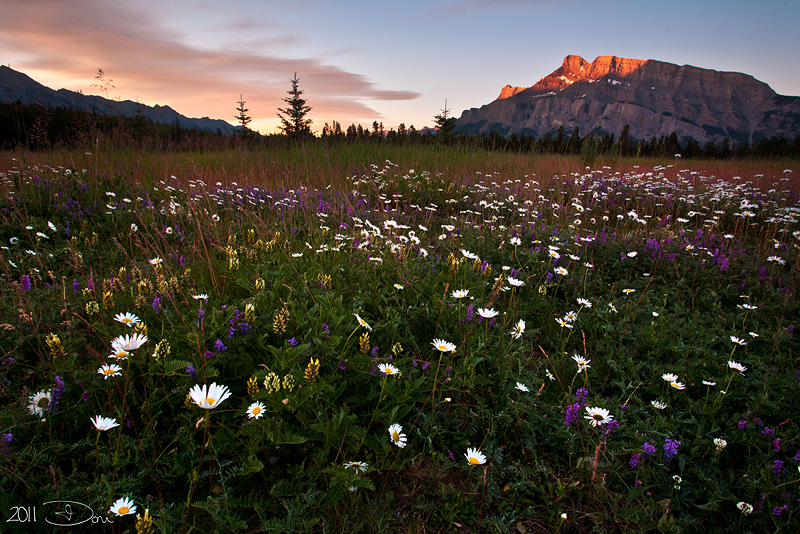 Wildflower Morn