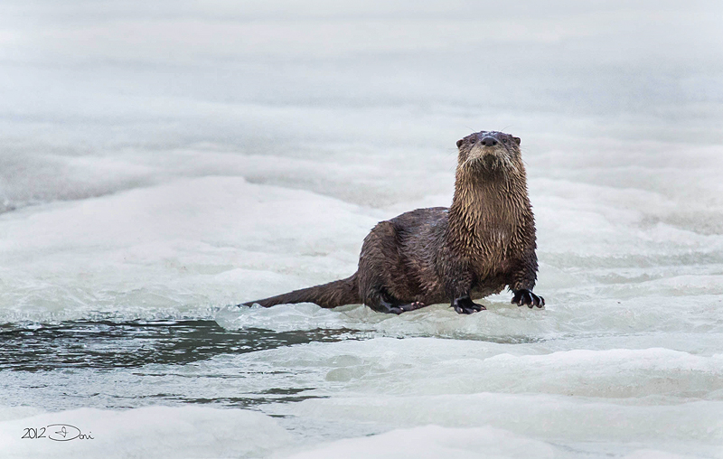 River Otter