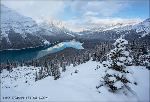 Snowy Peyto