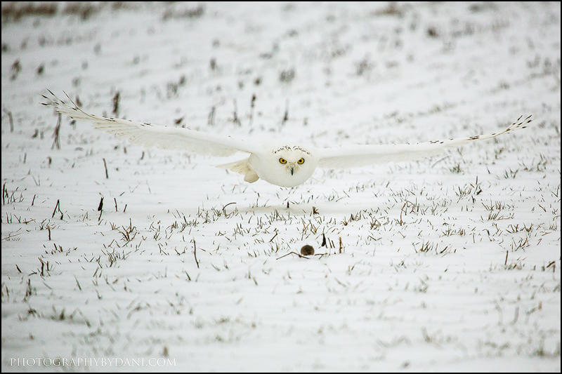 Snowy Owl