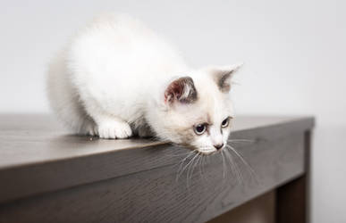 White Kitten