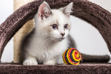 White Kitten