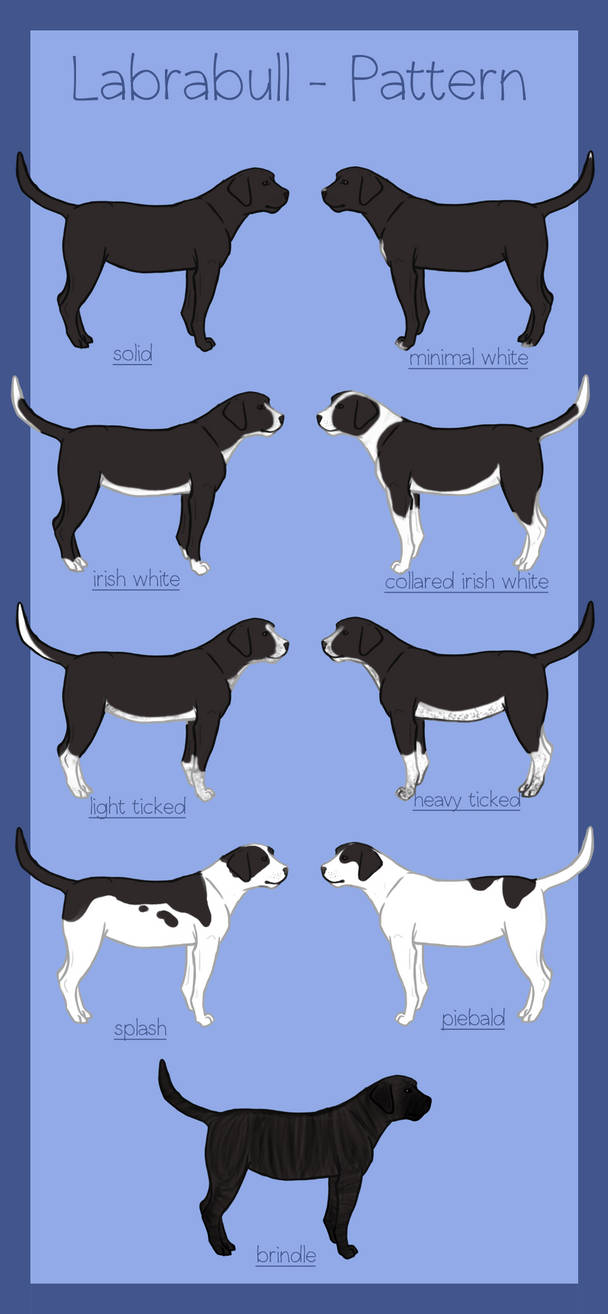 Labrabull Size Chart Labrabull - Pattern by BlueMoonStable on DeviantArt