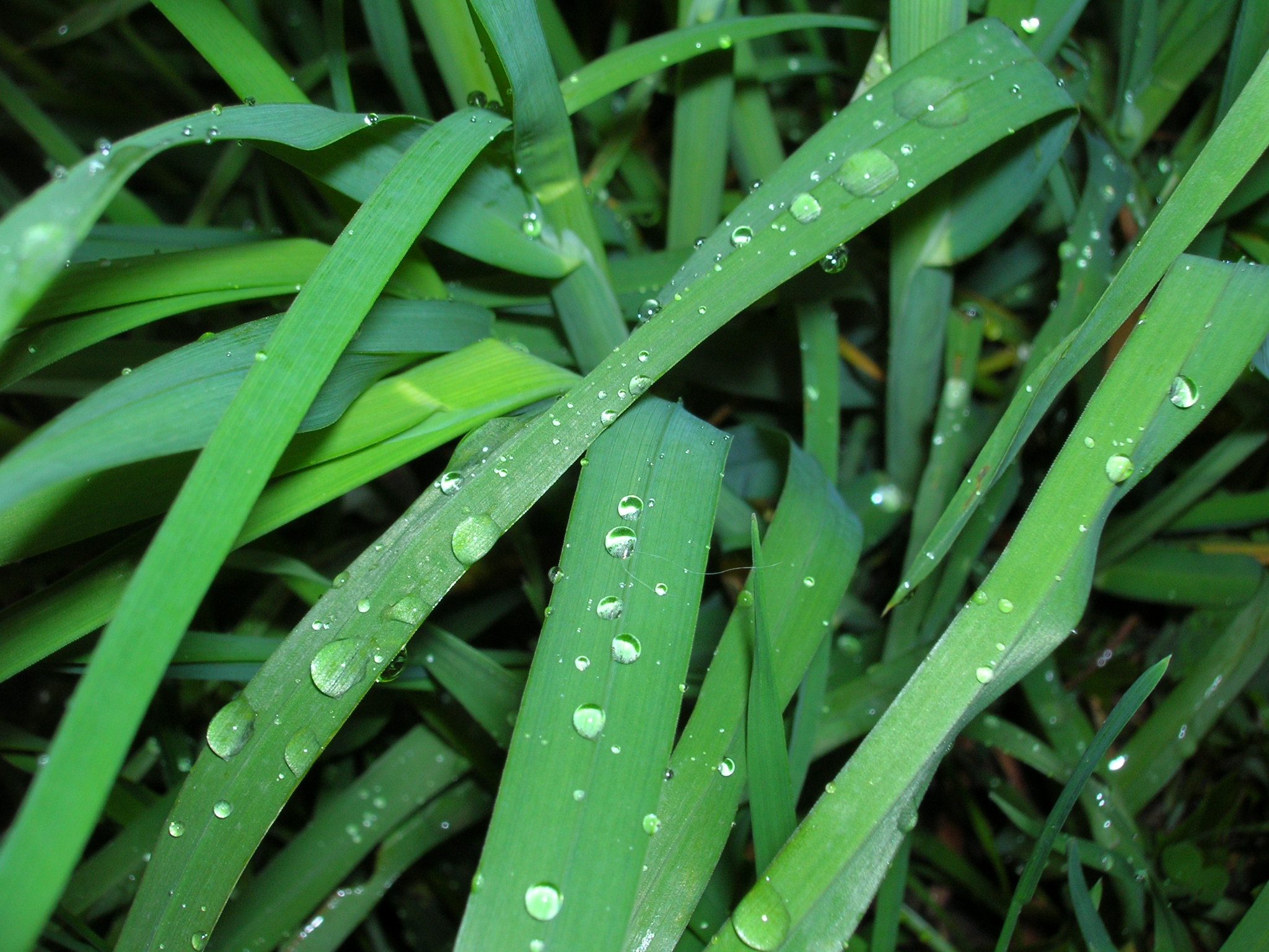 Green Grass Grows All Around by persephonevt on DeviantArt