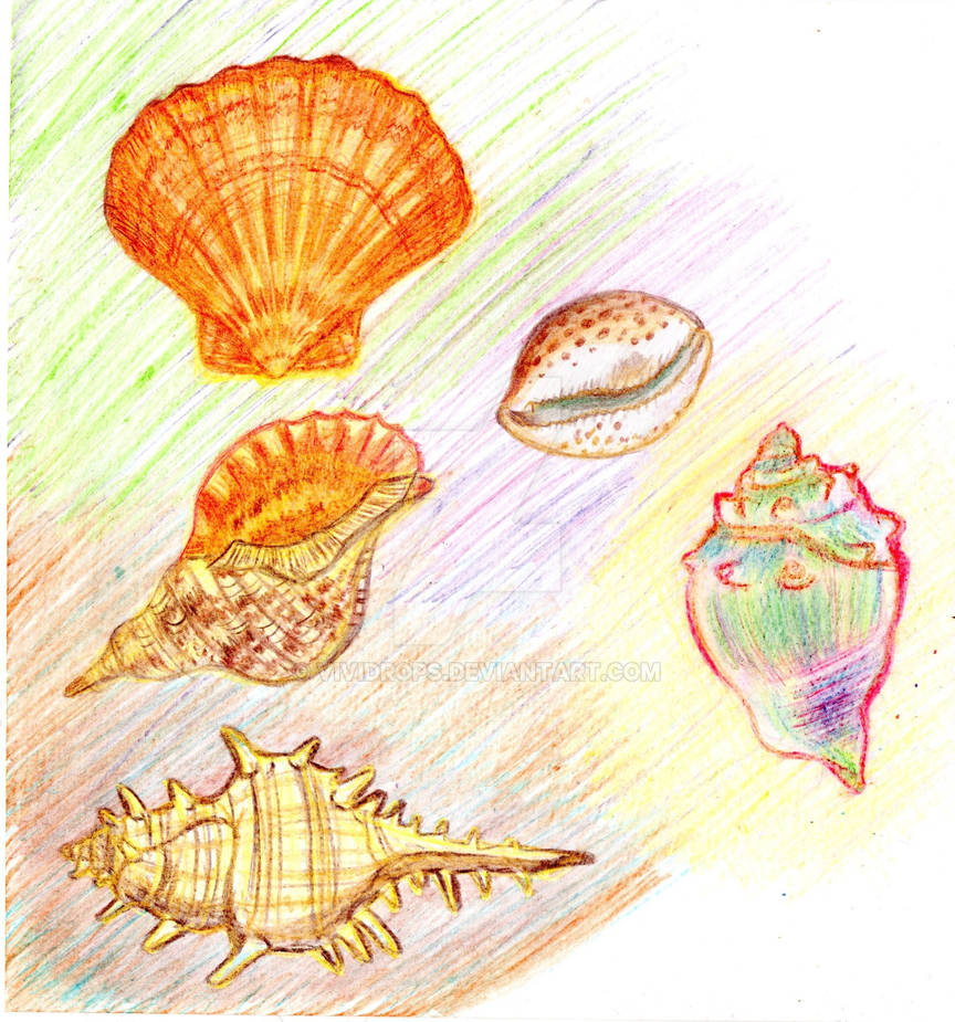 Some shells by Vividrops on DeviantArt