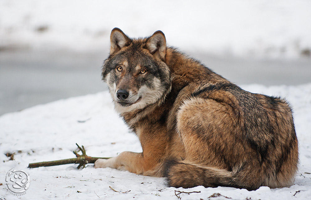 Glancing by wolfenphotography Glancing by wolfenphotography