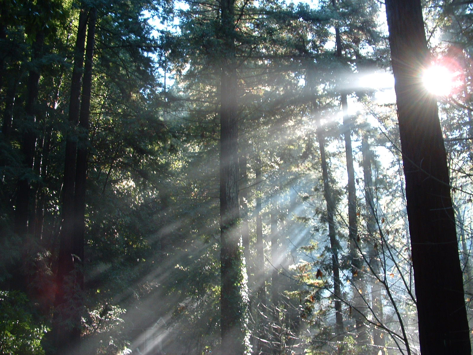 Misty Redwood Sunbeams