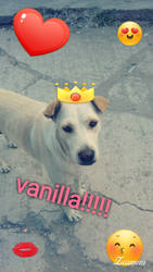 My Dog Vanilla