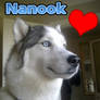 Nanook