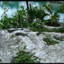 iguanas