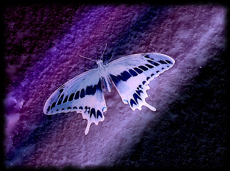 Butterfly dreams