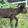 2011 Lambs 2