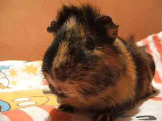 Guinea Pig I