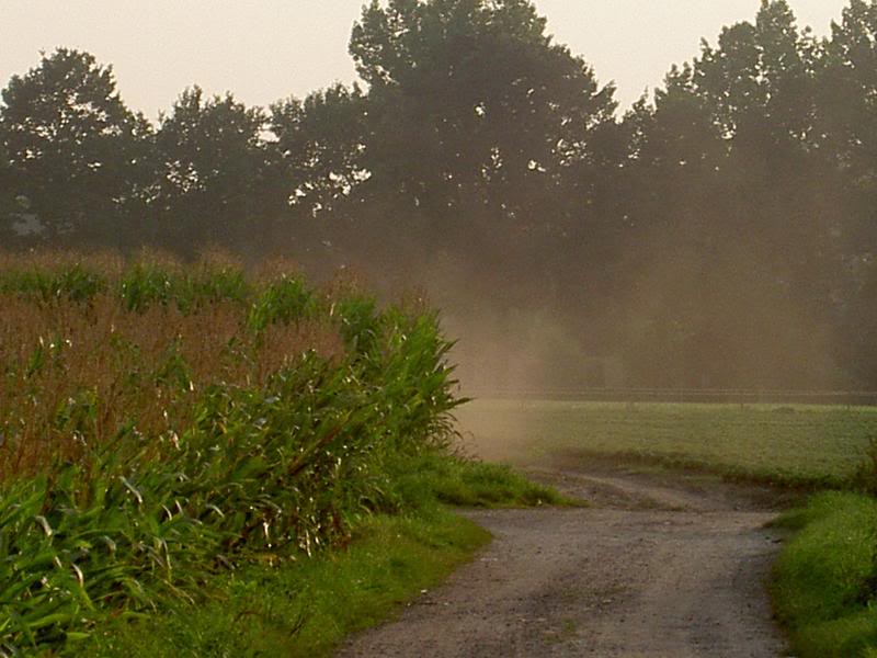 Cornfield