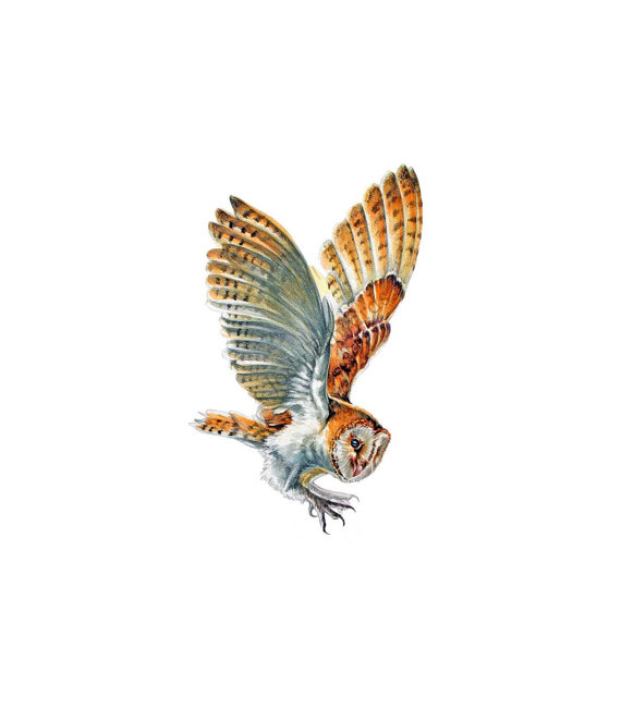 Barn Owl in Flight