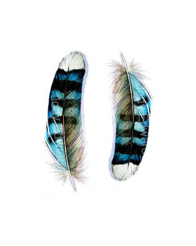 Explore The Best Feathertattoo Art Deviantart Explore The Best Feathertattoo Art Deviantart
