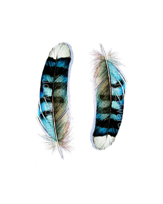 Blue Jay Feathers