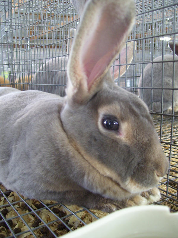 MN Fair: Rabbit 1 by egyptianraptor on DeviantArt