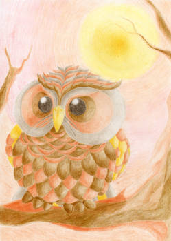 Sundowner Owl