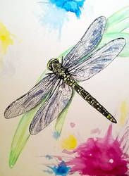 dragonfly