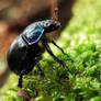 Dung Beetle