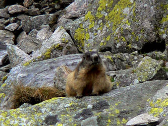 Marmot