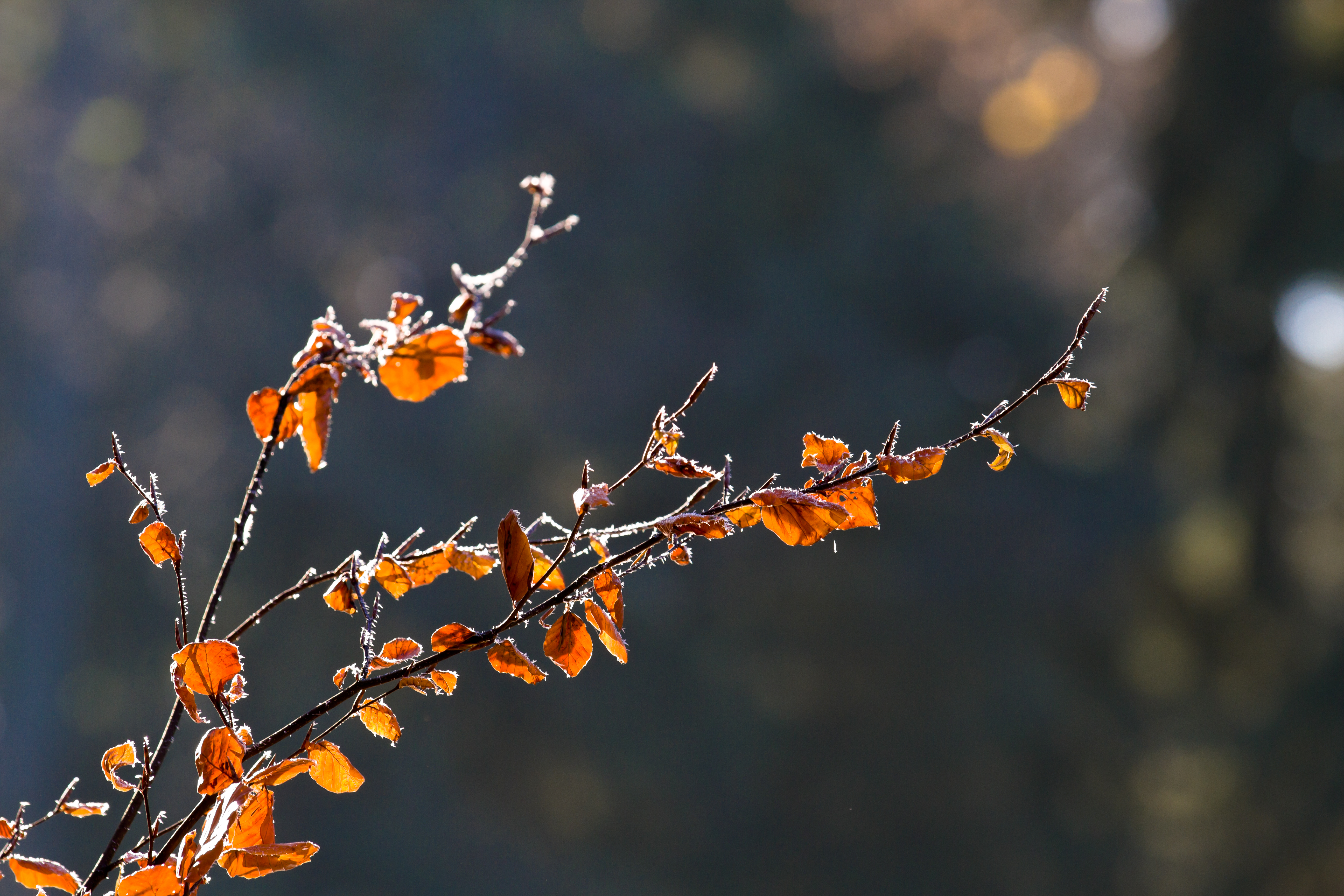 The frozen leaves