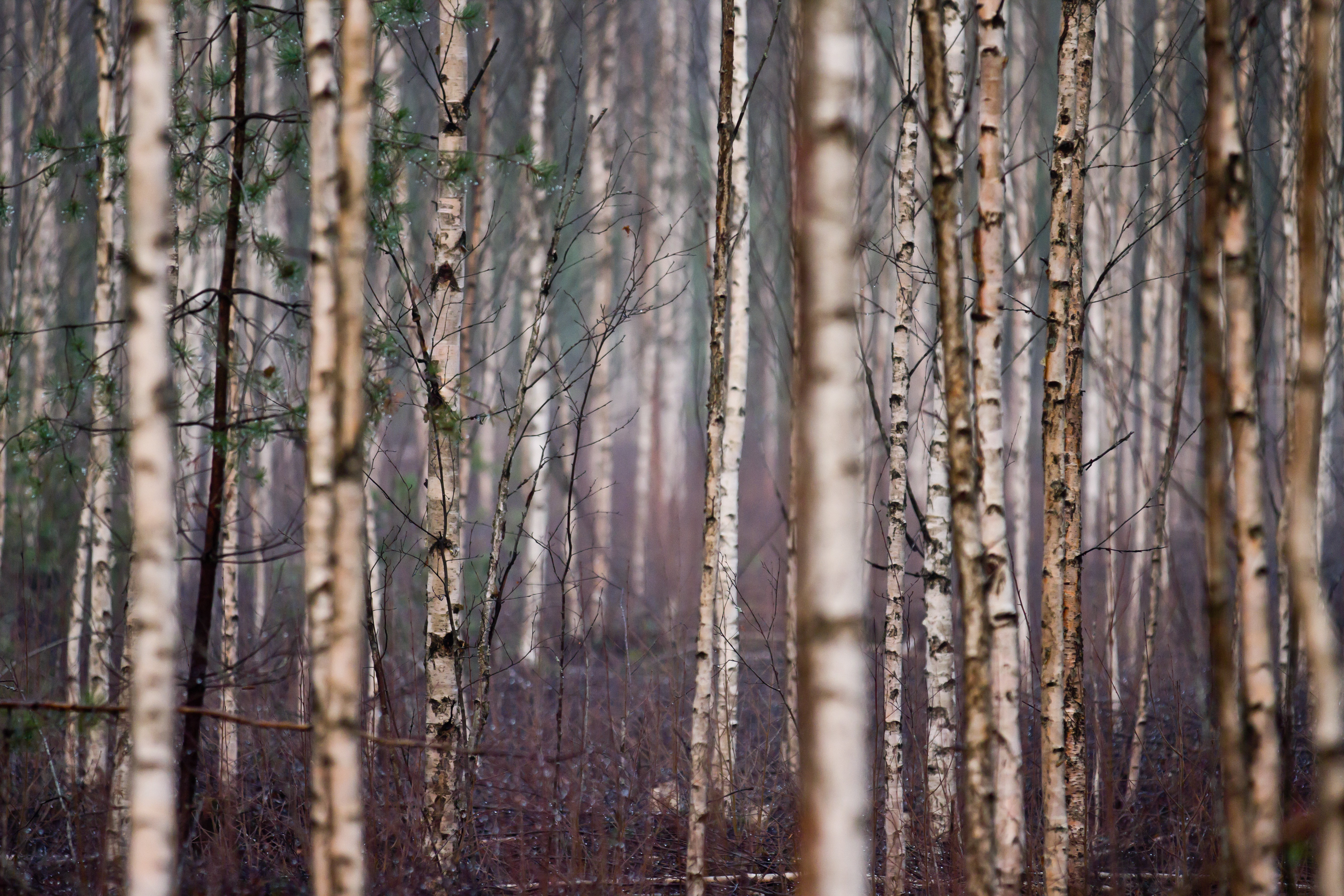 Autumn forest