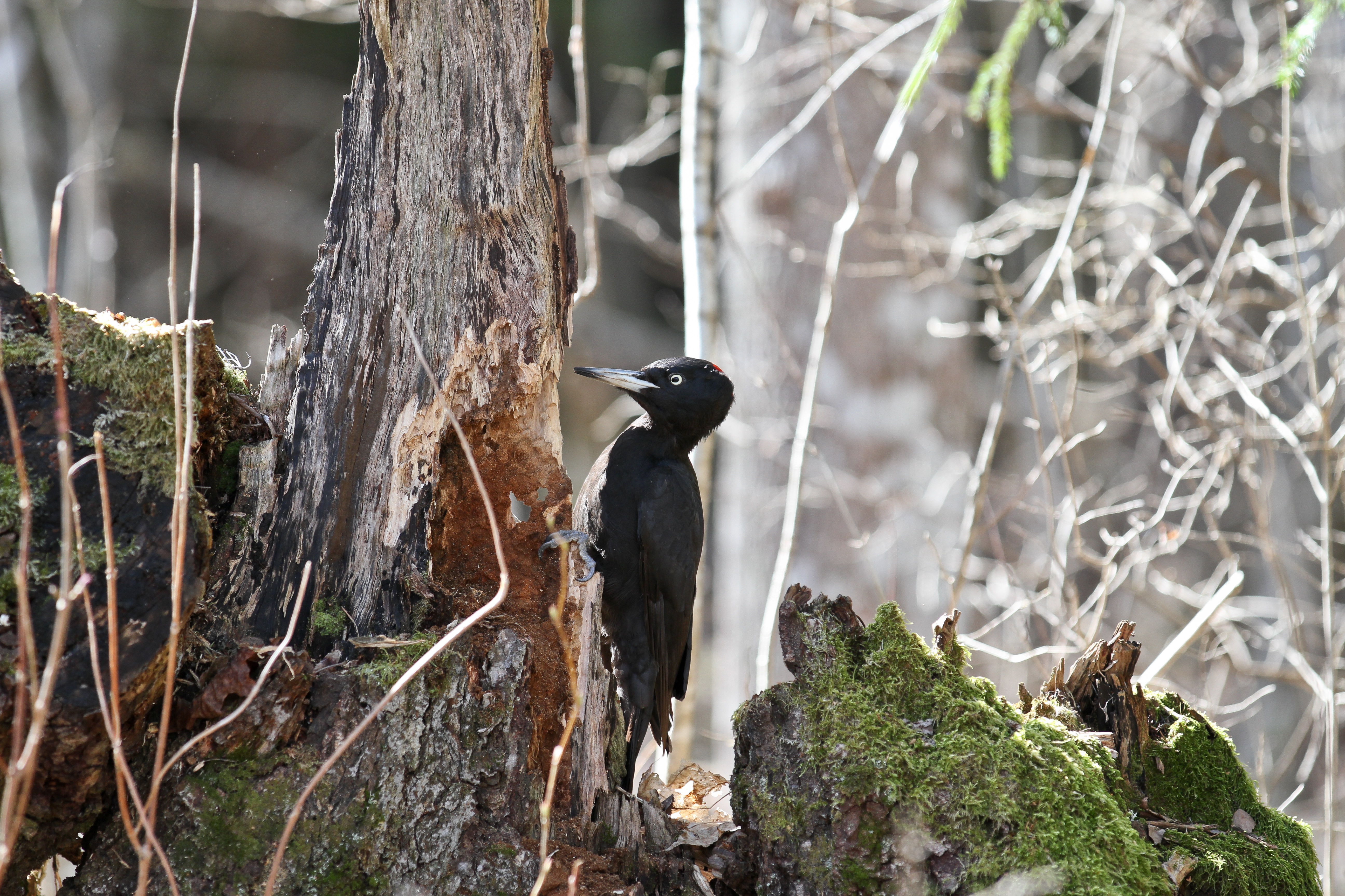 Black woodpecker