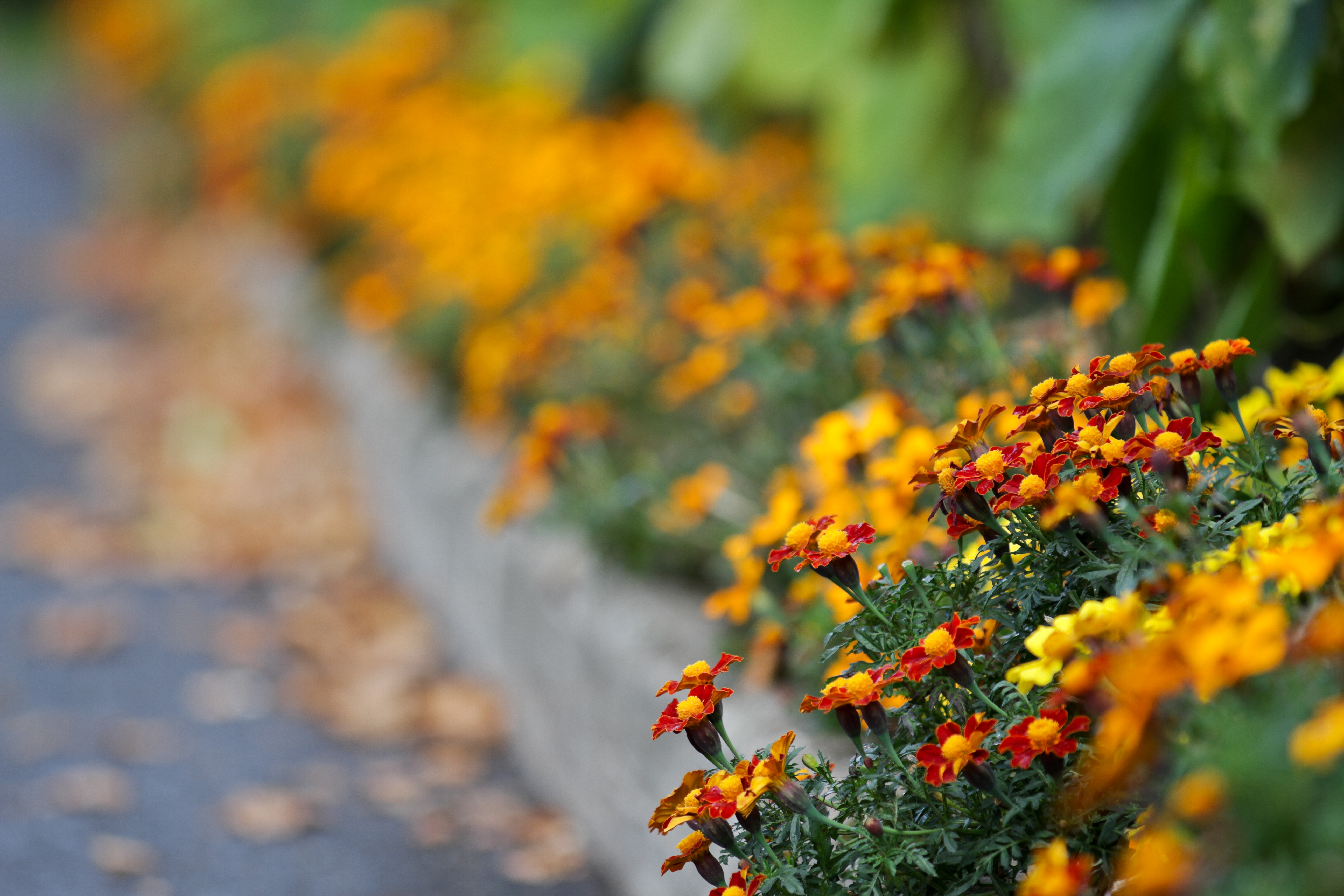 Summer flowers