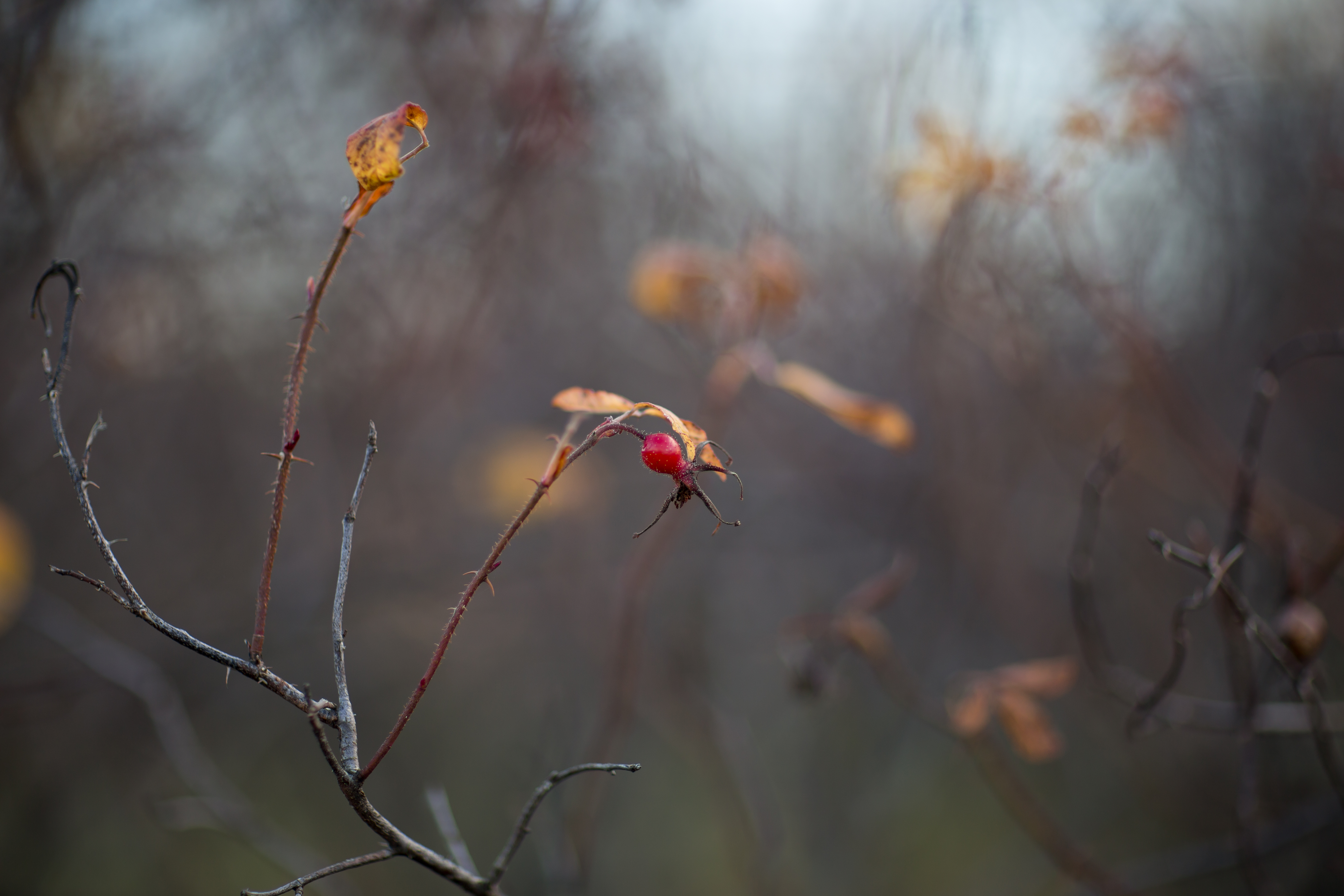 End of autumn