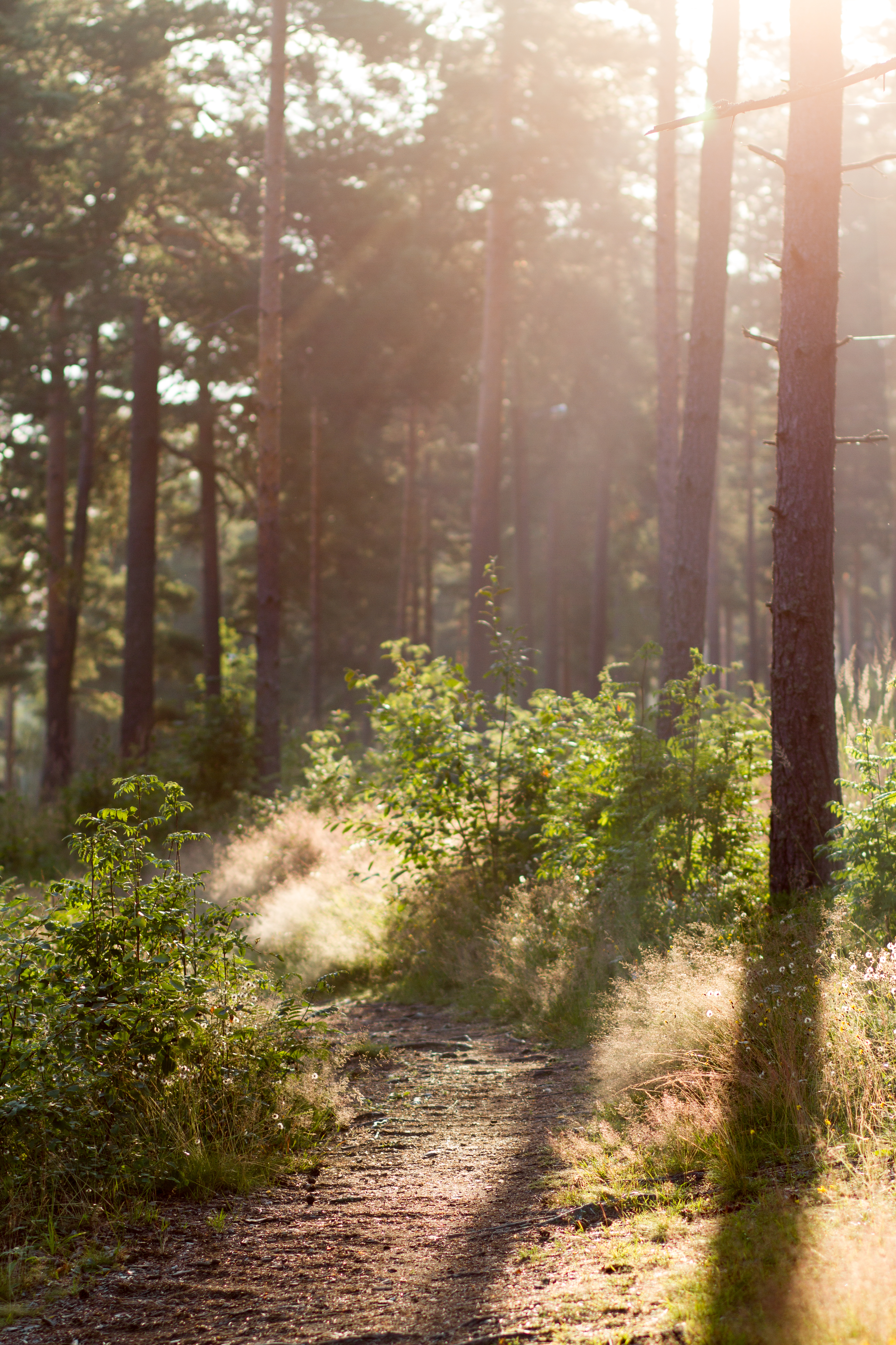 Summer morning