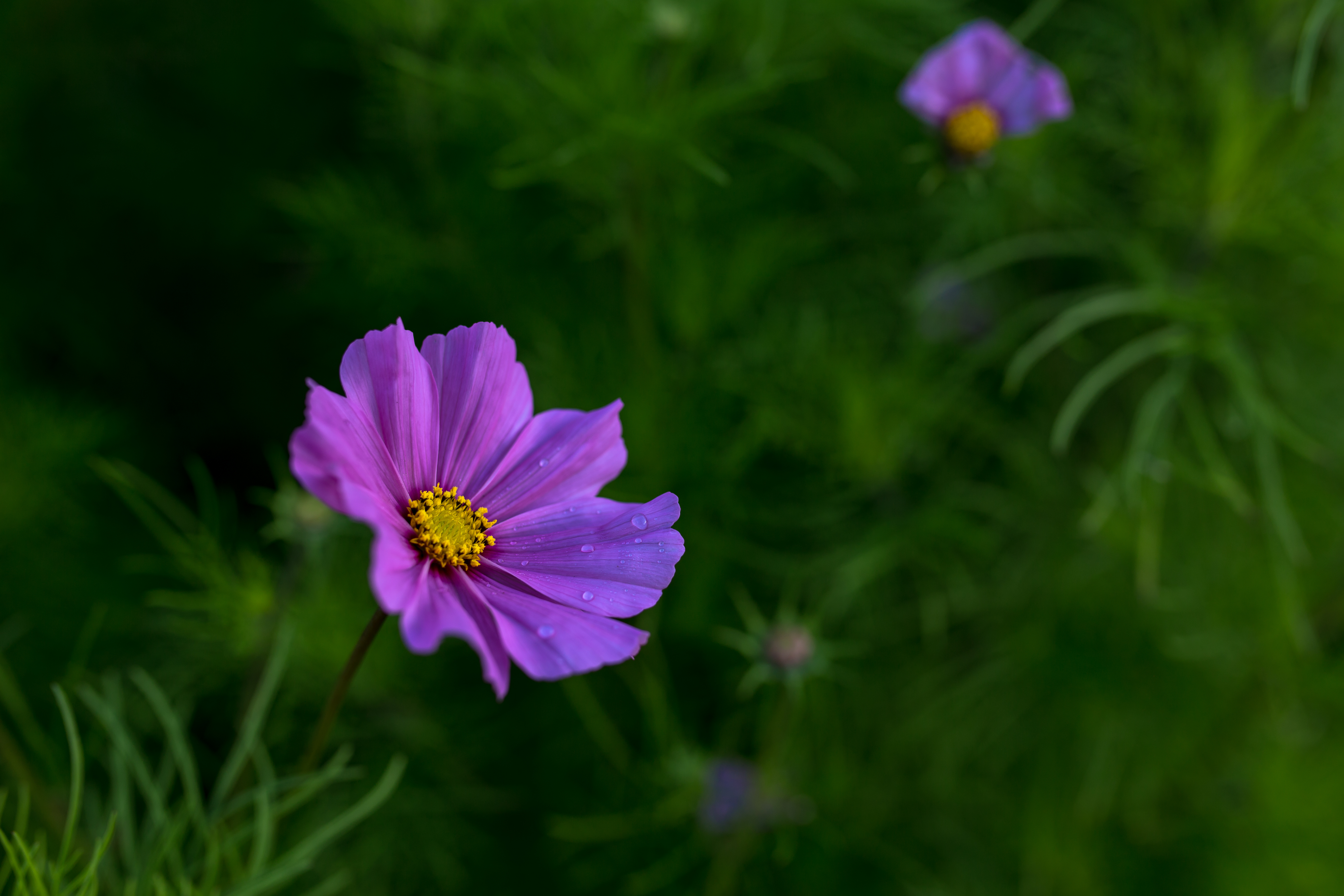 Summer flowers