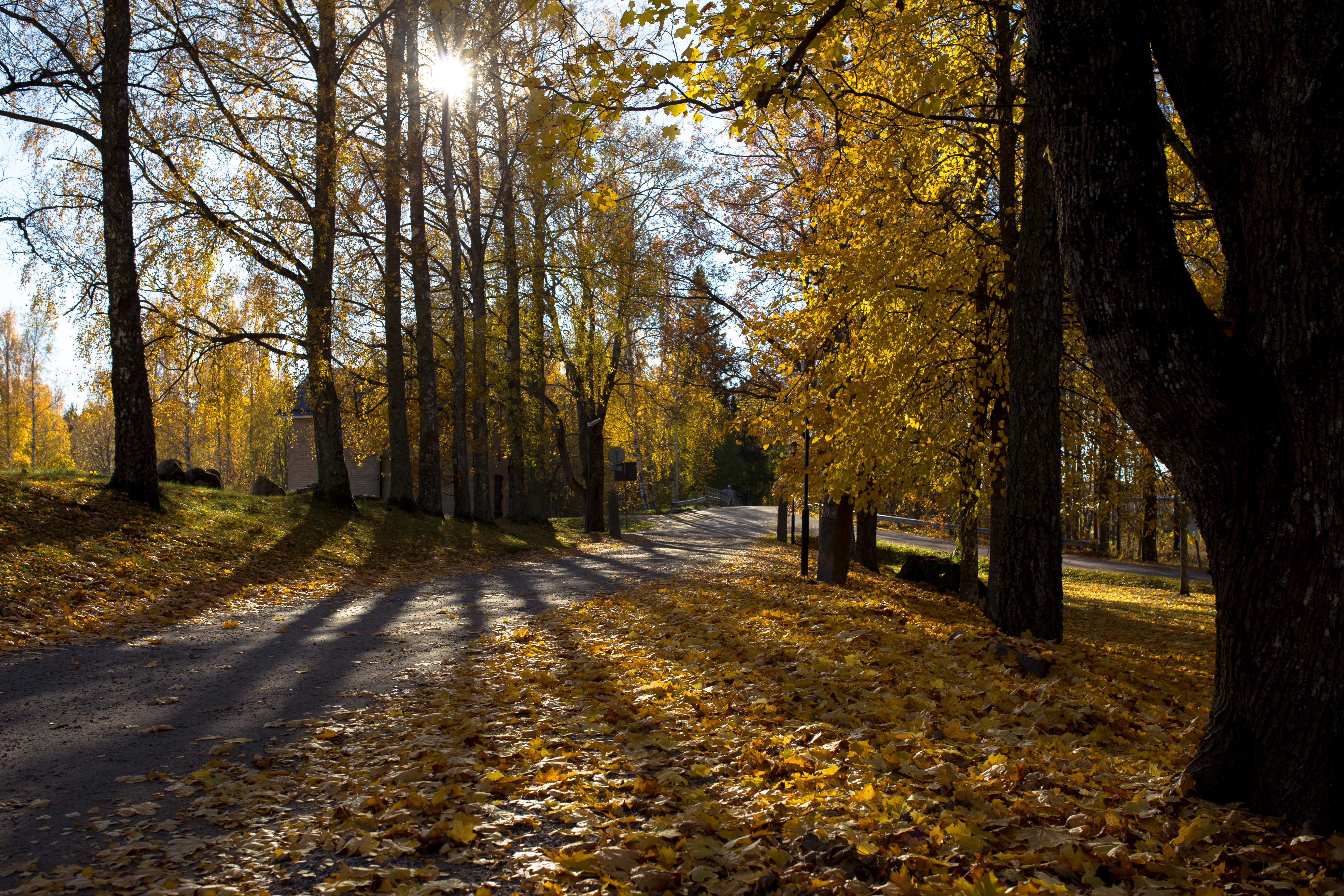 Autumn leaves