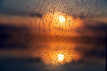 Spiderweb at sunrise