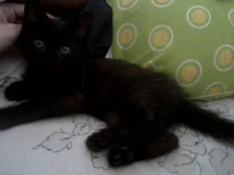 Salem the Black Kitten of Doom