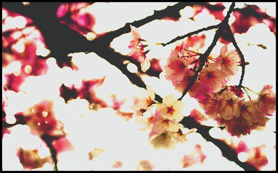 Cherry Blossoms