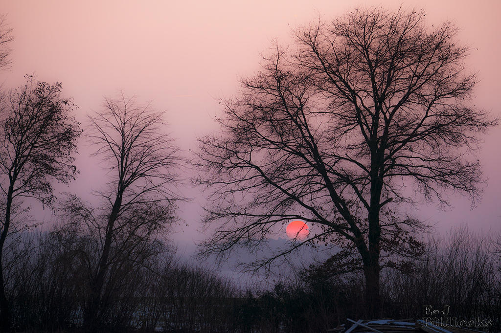 tree wintersunset