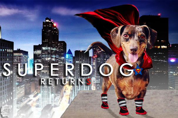 SUPERDOG RETURNS !!