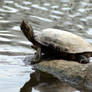 Turtle on a rock