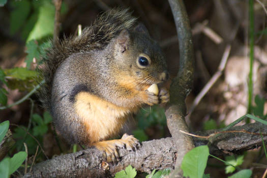 Little Red Squirrel