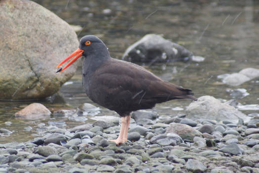 Oystercatcher With a Snack