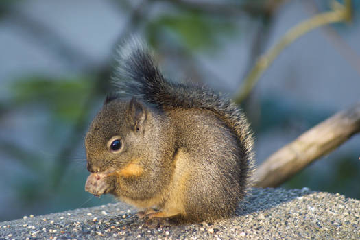 Red Squirrel Eating Seeds