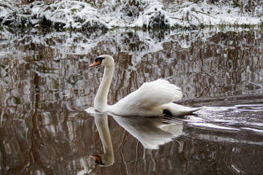 Swan In a Snowy Wonderland