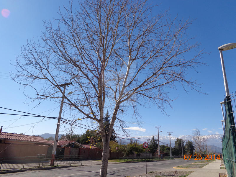 Un arbol en invierno