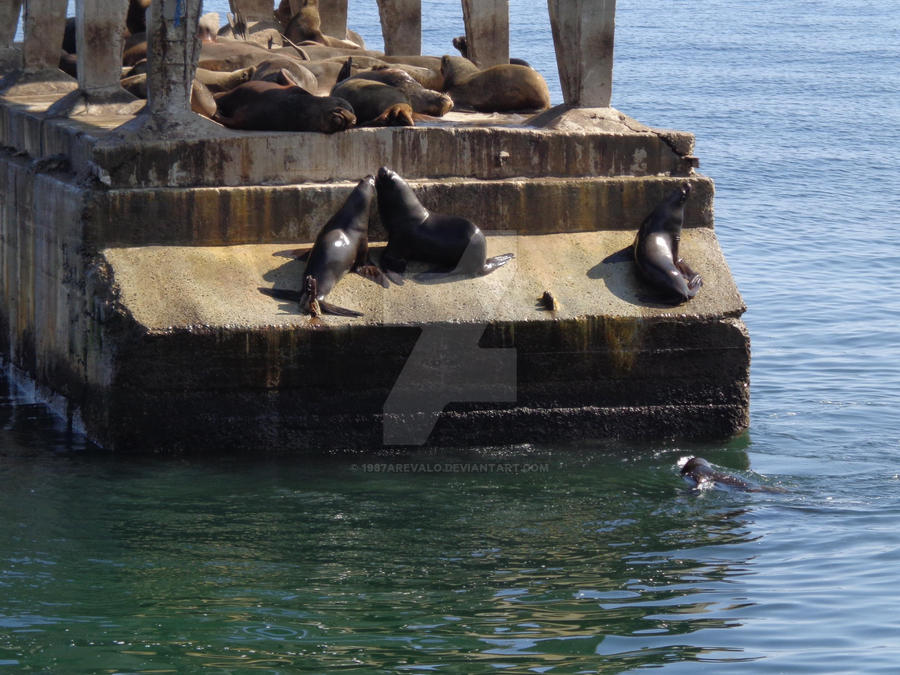 Seals in a abandoned dock