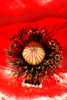 Mohn